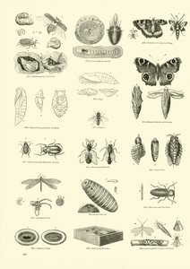 Page from The Pictorial Museum of Animated Nature