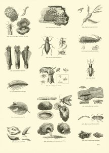 Page from The Pictorial Museum of Animated Nature