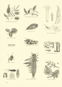 Page from The Pictorial Museum of Animated Nature by English School