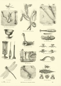 Page from The Pictorial Museum of Animated Nature by English School
