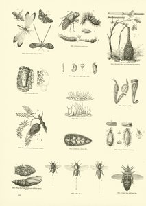 Page from The Pictorial Museum of Animated Nature