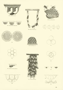 Page from The Pictorial Museum of Animated Nature