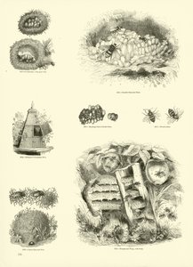 Page from The Pictorial Museum of Animated Nature by English School