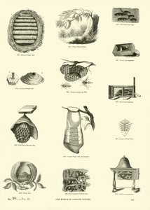 Page from The Pictorial Museum of Animated Nature