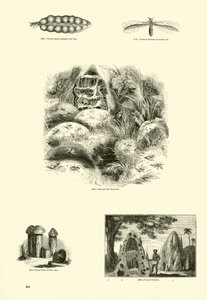 Page from The Pictorial Museum of Animated Nature