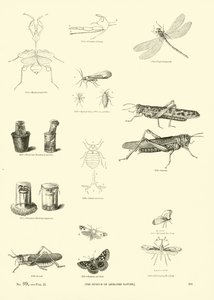 Page from The Pictorial Museum of Animated Nature