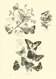 Page from The Pictorial Museum of Animated Nature