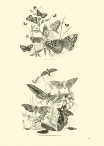 Page from The Pictorial Museum of Animated Nature