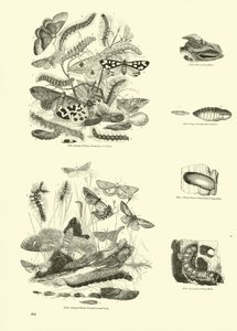 Page from The Pictorial Museum of Animated Nature by English School