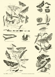 Page from The Pictorial Museum of Animated Nature