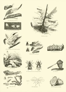 Page from The Pictorial Museum of Animated Nature