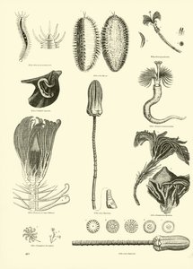 Page from The Pictorial Museum of Animated Nature by English School