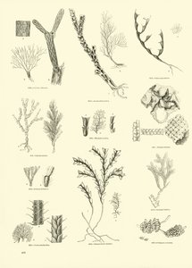 Page from The Pictorial Museum of Animated Nature
