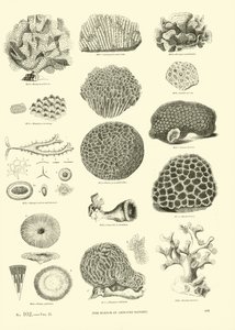 Page from The Pictorial Museum of Animated Nature by English School