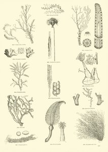 Page from The Pictorial Museum of Animated Nature
