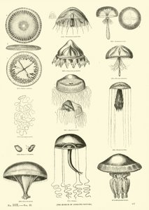 Page from The Pictorial Museum of Animated Nature