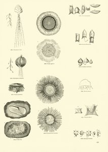 Page from The Pictorial Museum of Animated Nature by English School