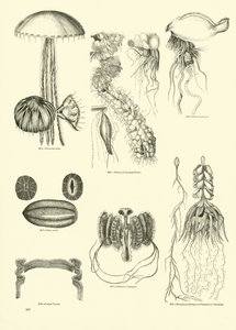 Page from The Pictorial Museum of Animated Nature