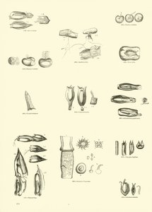 Page from The Pictorial Museum of Animated Nature