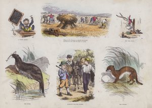 Page from the Attractive Picture Book by English School