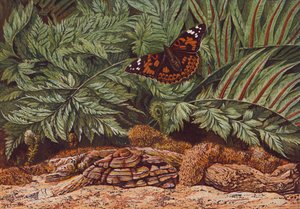 Painted Lady Butterfly by English School
