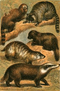 Panda, Racoon, American Racoon, Glutton and Common Badger