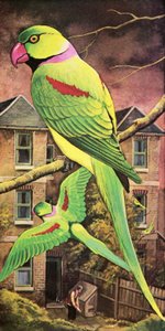 Parakeet