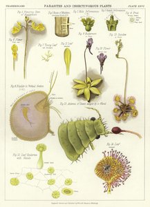 Parasites and Insectivorous Plants