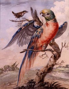 Parrot by English School