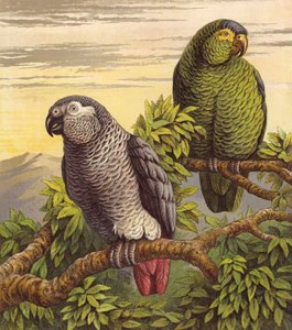 Parrots by English School
