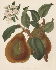 Pear Doyenne du Comice by English School