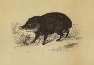 Peccary