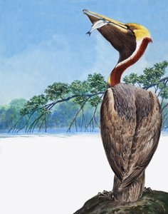 Pelican by English School