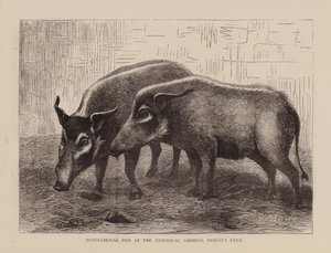 Pencilled-Ear Pigs at the Zoological Gardens, Regents Park