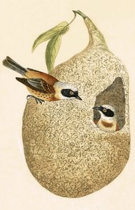 Penduline Tit, Illustration from 