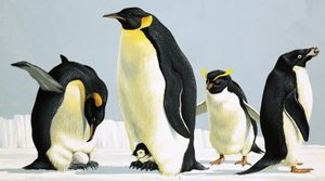 Penguins