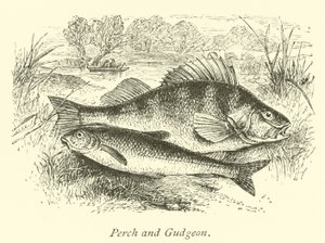 Perch and Gudgeon