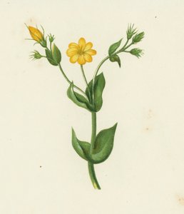 Perfoliate Yellow Wort, Chlora Perfoliata by English School