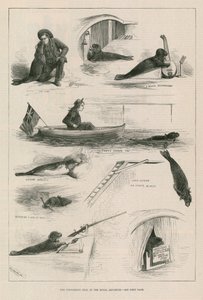Performing Seal at the Royal Aquarium