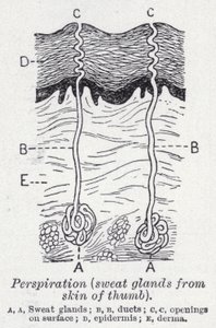 Perspiration, sweat glands from skin of thumb