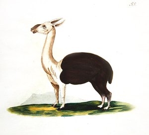 Peruvian Guanaco, c.1810 by English School