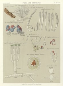 Peziza and Penicillium