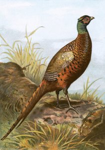 Pheasant