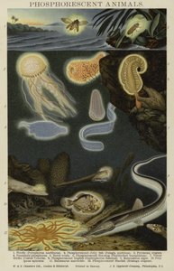 Phosphorescent Animals by English School