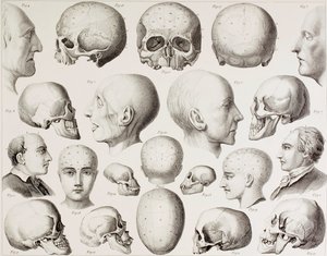Phrenological illustration showing the psychological relations of the brain, from a 19th century print by English School