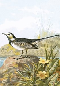 Pied Wagtail by English School