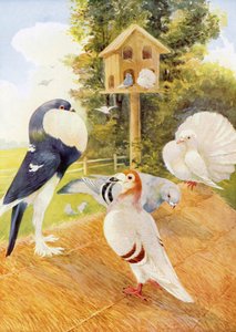 Pigeons