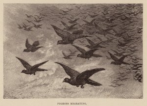Pigeons migrating