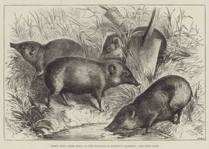 Pigmy Hogs from India at the Zoological Society
