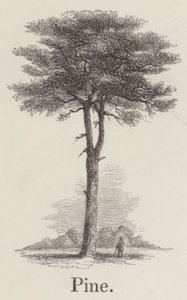 Pine